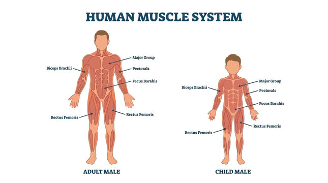 Human Anatomy Muscle System Male Body Adult Child Views Medical Illustration d flat vector isolated white background