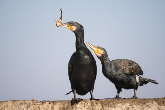 Cormorants, Phalacrocorax carbo, with fish, Hungary