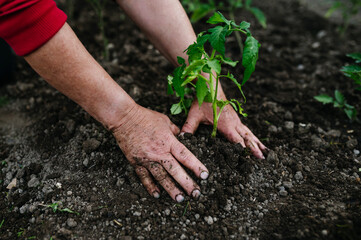 Planting homegrown tomato seedlings in soil.