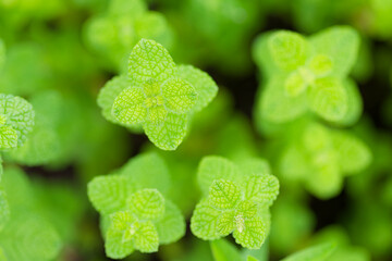 ミント © gontabunta