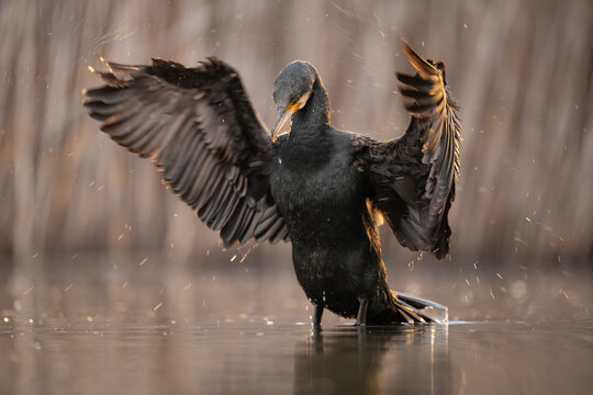 Cormorant, Phalacrocorax carbo, with wings outstretched, Hungary