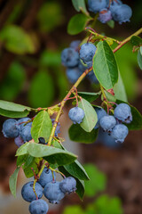 Fresh blueberries hang from a branch, glistening in the sunlight amid lush greenery