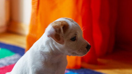 Cute Jack Russell Terrier puppy looking away indoors with copy space.