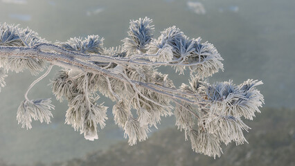 Crimean pine branch covered in thick hoarfrost against morning mountain mist.