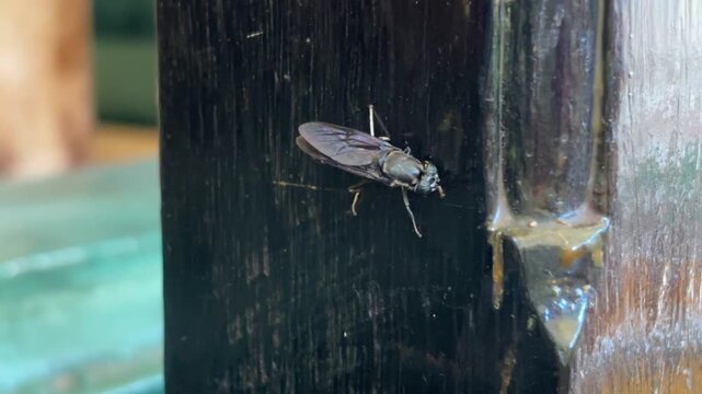 Video of a Black Soldier Fly (BSF) (Hermetia illucens) staggering on a wooden beam.