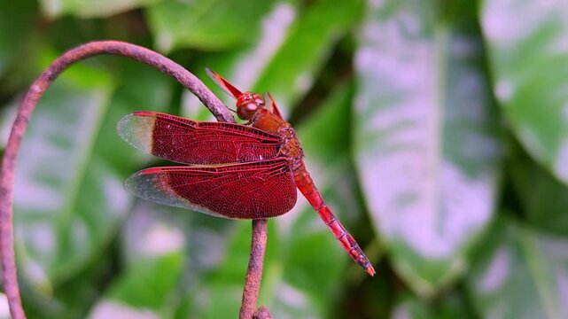 Red Dragonfly Neurothemis Fluctuans Perched on a Branch