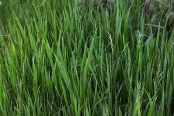 Fototapeta premium A close-up of fresh green grass growing in a meadow Environmental, agricultural, or botanical background concept