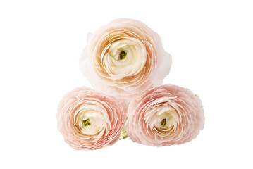 Delicate Pink Ranunculus Blossoms