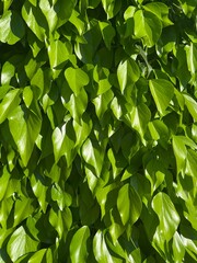 Fototapeta premium Green hedge