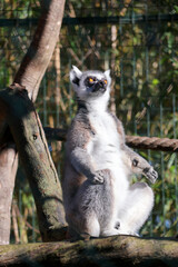 un maki catta assis sur une branche © helenedevun