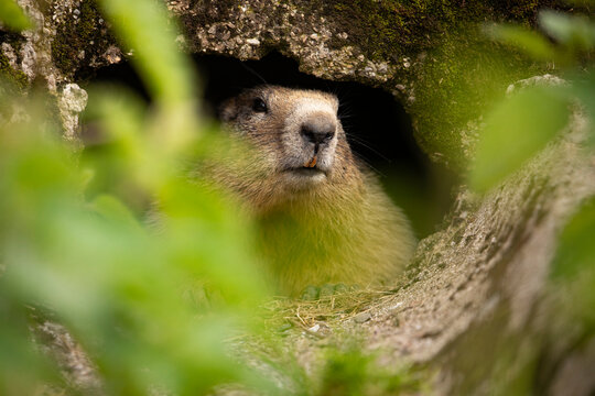 Marmot in its den in the Carnic Alps