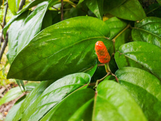 Javanese chili (Piper retrofractum Vahl) is a type of spice related to pepper and cubeb, belonging to the betel-leaf family or Piperaceae