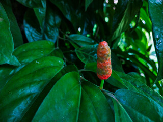 Javanese chili (Piper retrofractum Vahl) is a type of spice related to pepper and cubeb, belonging to the betel-leaf family or Piperaceae