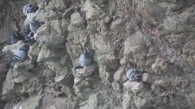 Pigeons, cliff, nesting, wild rock doves resting quietly on steep vertical stone face, natural habitat.