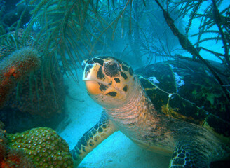 Obraz premium Hawksbill Sea Turtle Resting Among Coral Reef and Marine Vegetation