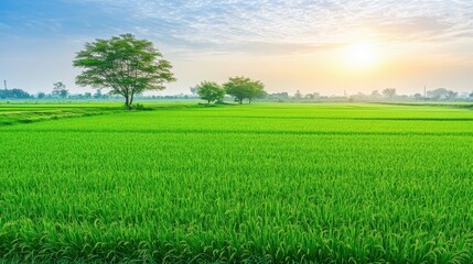 Obraz premium Green grass field extends under clear sky vast expanse of lush green grass covers the ground