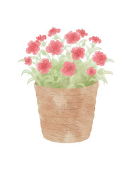 Pink Carnation in Basket Planter &ndash; Hand-Painted Watercolor Floral Illustration &ndash; Transparent Background	