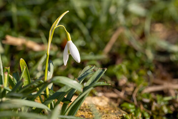 the last flowers of white snowdrops in the spring season, the last flowers of snowdrops at the time of blooming and drying in nature © rsooll