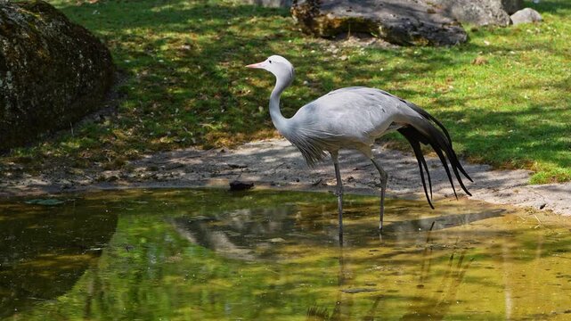 The Blue Crane, Grus paradisea, is an endangered bird specie endemic to Southern Africa. It is the national bird of South Africa
