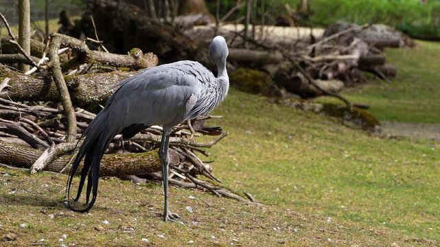 The Blue Crane, Grus paradisea, is an endangered bird specie endemic to Southern Africa. It is the national bird of South Africa