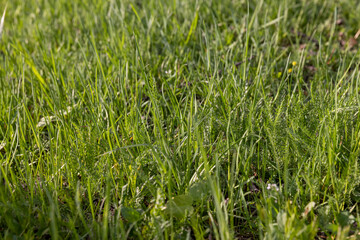 Obraz premium juicy fresh green grass in the park in spring , details of plants in the park with green grass in the spring season