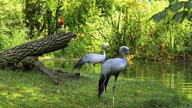 The Blue Crane, Grus paradisea, is an endangered bird specie endemic to Southern Africa. It is the national bird of South Africa