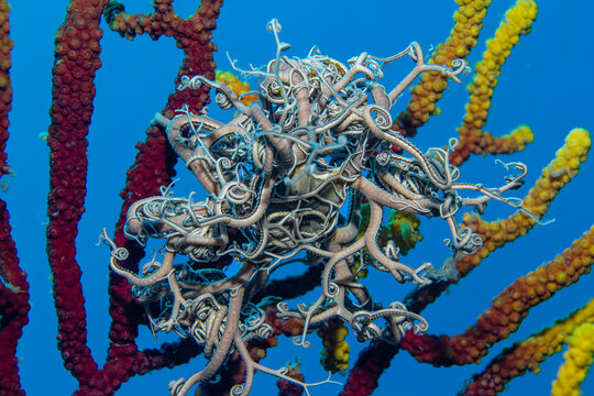 Fractal Beauty: A magnificent Mediterranean Basket Star (Astrospartus mediterraneus) spreading its branched arms on a colorful sea fan in Tamariu, Spain