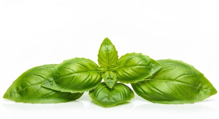 Fototapeta premium Vibrant Isolated Fresh Green Basil Leaves on White Background, Capturing Freshness and Simplicity