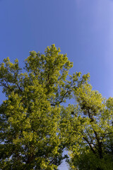 Obraz premium Green foliage on deciduous trees against a clear blue sky in sunny spring weather, beautiful trees against a blue sky
