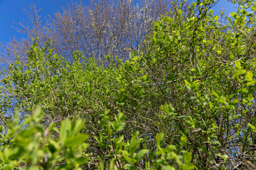 Fototapeta premium green foliage on the shrub in the spring season, green new beautiful leaves on the shrub in the spring season in sunny, warm weather