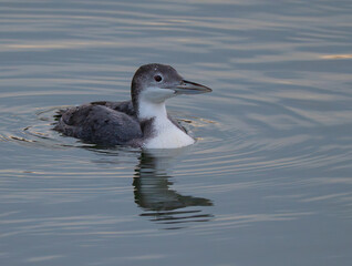 Fototapeta premium Common loon in winter plumage swimming on a calm lake with its reflection on the water's surface