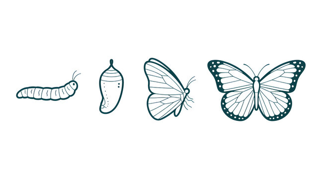A detailed outline illustration depicting the complete life cycle of a butterfly from larva to pupa to adult stages glowing with a calm teal light isolated on transparent backgroun
