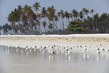 seagull al haffa beach salalah oman