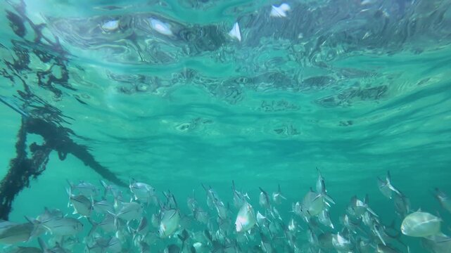 Underwater slow motion shot of Silver Fish Swimming in Bright Turquoise Sea Water with Sunlight Refracting Through the Rippled Surface Above Them