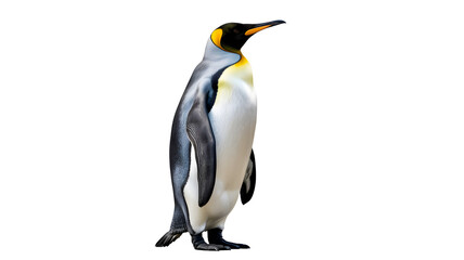 Fototapeta premium Majestic King Penguin standing upright and looking calmly to the side captured with soft even illumination showcasing its regal elegant natural beauty isolated on transparent backg