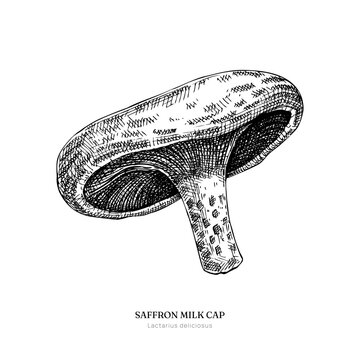 Saffron milk cap hand drawn vector illustration in engraved style.  Culinary mushroom sketch. NOT AI generated