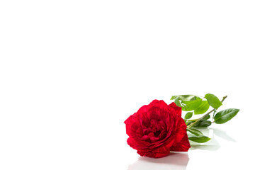 Fototapeta premium Minimalistic composition with red rose isolated