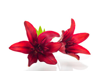 Two large red lilies on white background