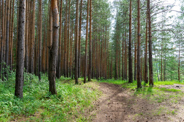 Obraz premium Pine Forest Trail in Bright Summer Light