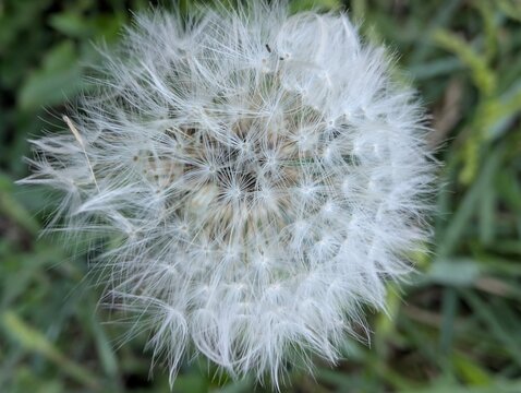 Macro of a fluffy dandelion seed head showing delicate structure and fine white filaments. Radial pattern against green background. Fragility, transience, natural beauty. Moment before dispersal.