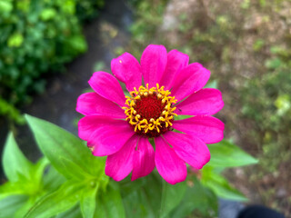 Close-up of a vibrant pink zinnia flower with bright yellow stamens and a red center, surrounded by green leaves in a natural garden setting.