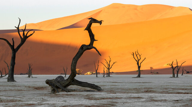 Famous Dead Vlei with dead trees in dry salt lake, desert landscape of Namibia at Sossusvlei