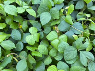 A lush, top-down view of dense green leaves, showing vibrant trifoliate patterns, delicate stems, and the overlapping textures of a healthy agricultural crop.