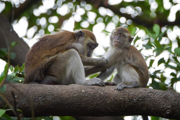 Obraz premium Two long-tailed macaques (Macaca fascicularis) grooming each other while sitting on a tree branch in their natural habitat.