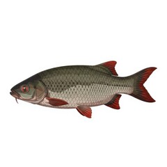 Obraz premium Gray Fish with Red Fins Isolated.