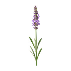 Obraz premium Aromatic English lavender flower shrub with leaves and branches. Vector realistic blooming plant. Isolated evergreen botanical arrangement or decoration, present for holiday, floristic design