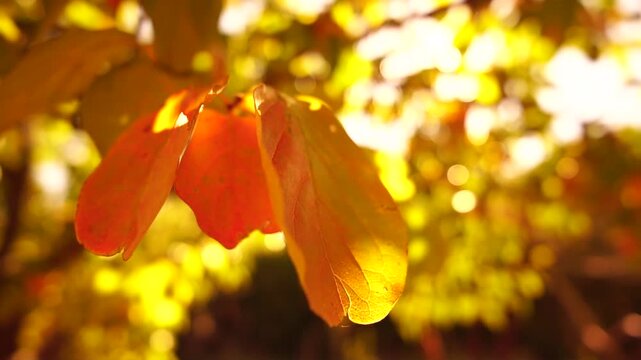 Ripe persimmons adorn tree branches. Persimmons hang from tree branches with vibrant leaves in autumn-kissed garden, showcasing nature seasonal transition. Organic agriculture production. Eco farming