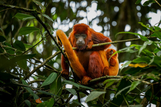 Colombian red howler in Barbas Bremen Reserve
