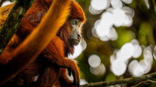 Colombian red howler in Barbas Bremen Reserve