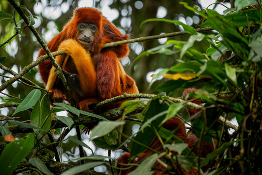 Colombian red howler in Barbas Bremen Reserve